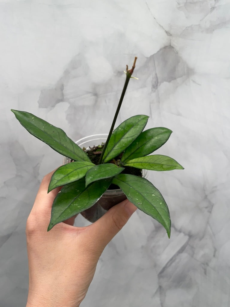 Hoya Quinquenervia & Crassipetiolata Bundle – Rooted in 3" Pot