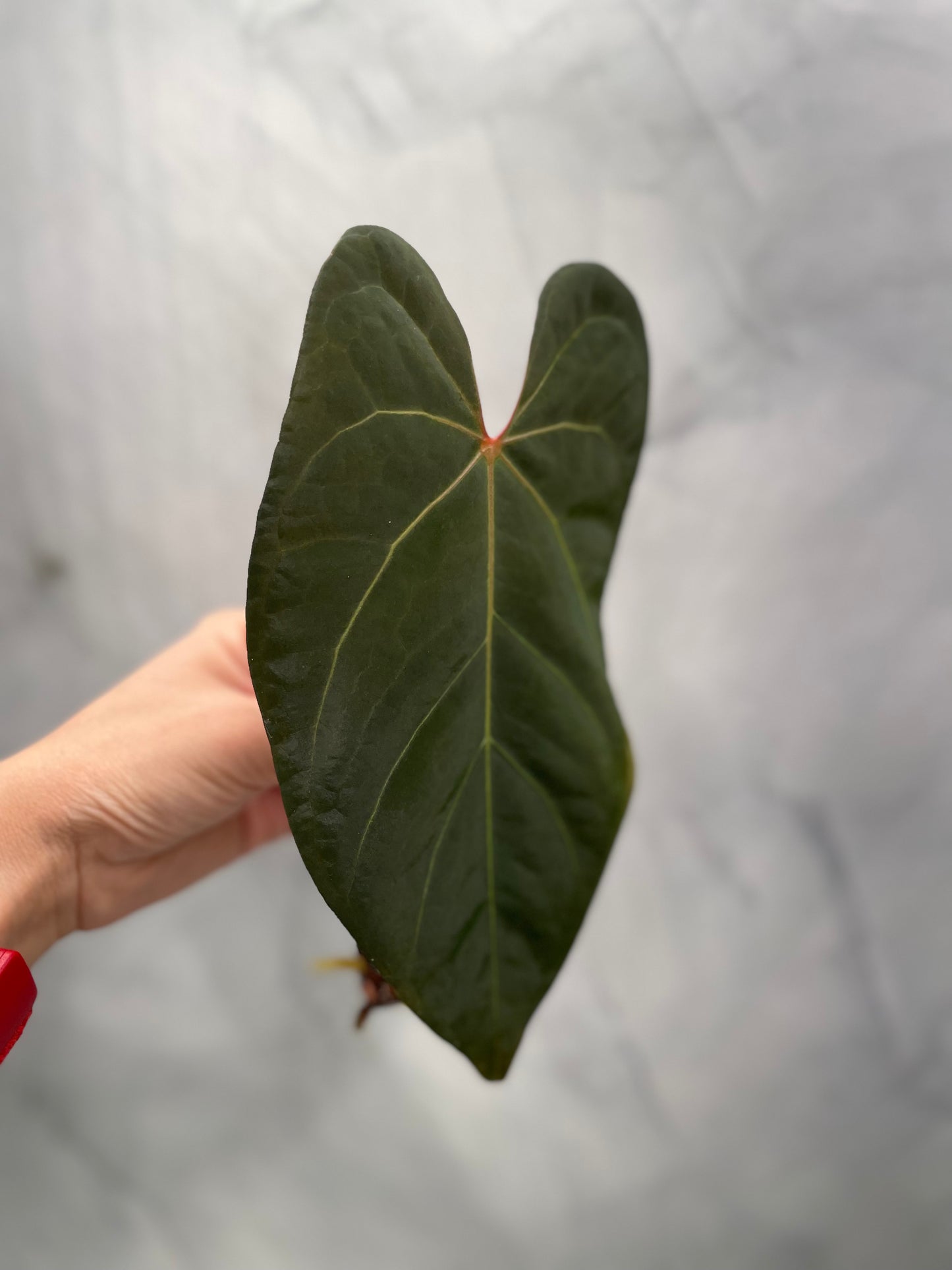 Anthurium besseae aff x Papillilaminum, 1 Large Leaf Top Cutting, Exact Plant