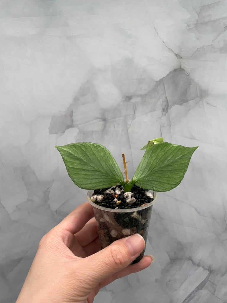 Hoya Variegated Silver Polyneura ROOTED Cutting, with New Growth