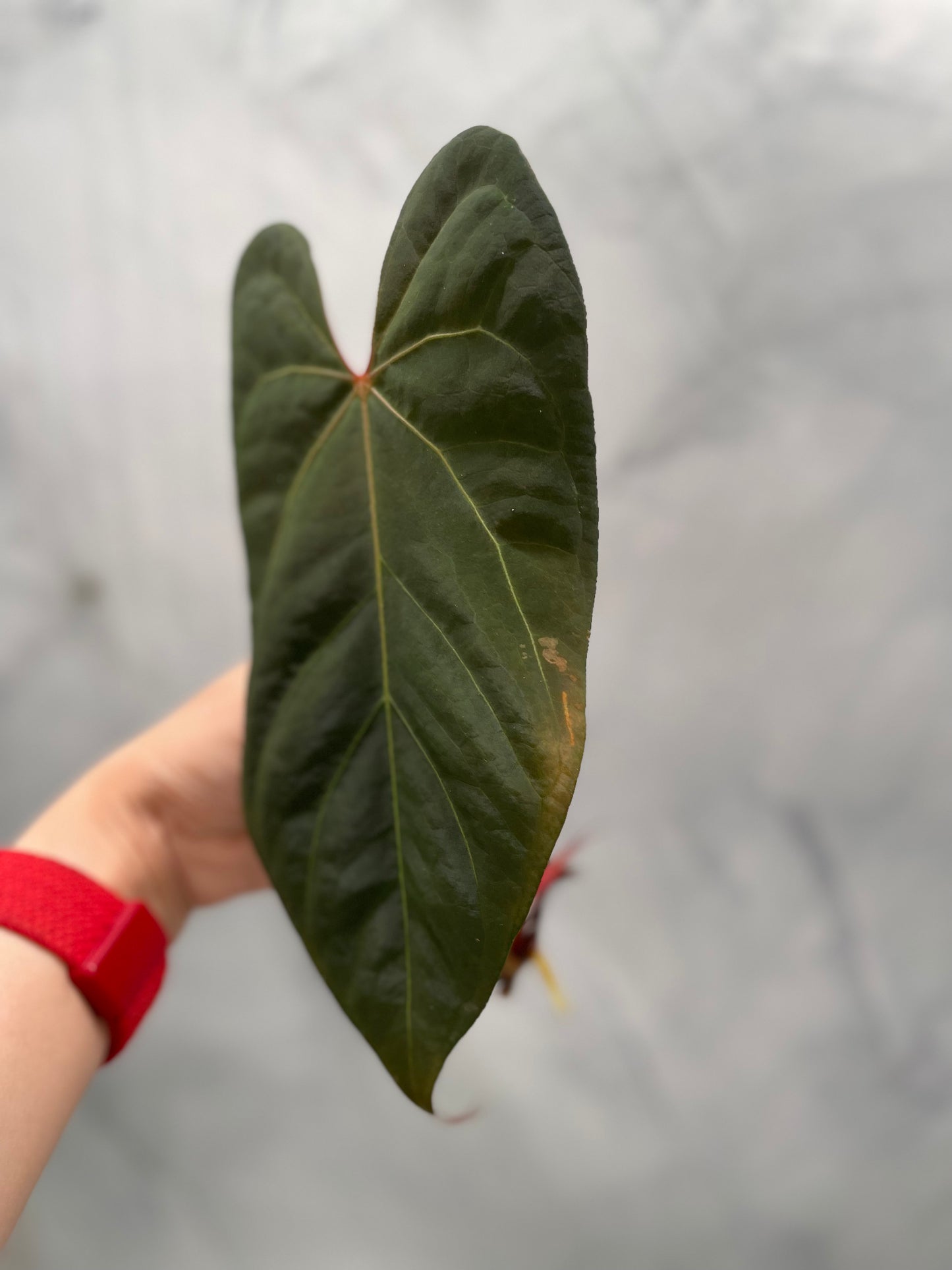 Anthurium besseae aff x Papillilaminum, 1 Large Leaf Top Cutting, Exact Plant