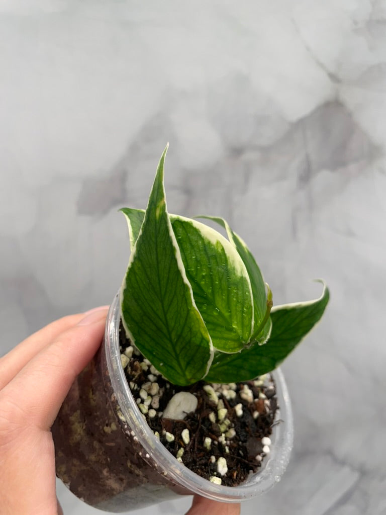 Hoya Polyneura Albo Variegated Rooted Cutting, Outer Variegated