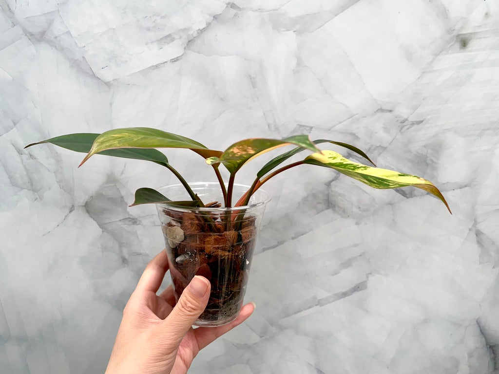 Philodendron Red Congo Variegated, Exact Plant