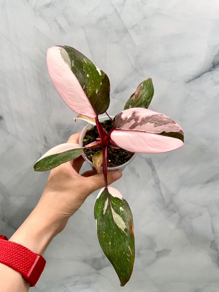 Philodendron Red Anderson 'pink Knight' Exact Plant