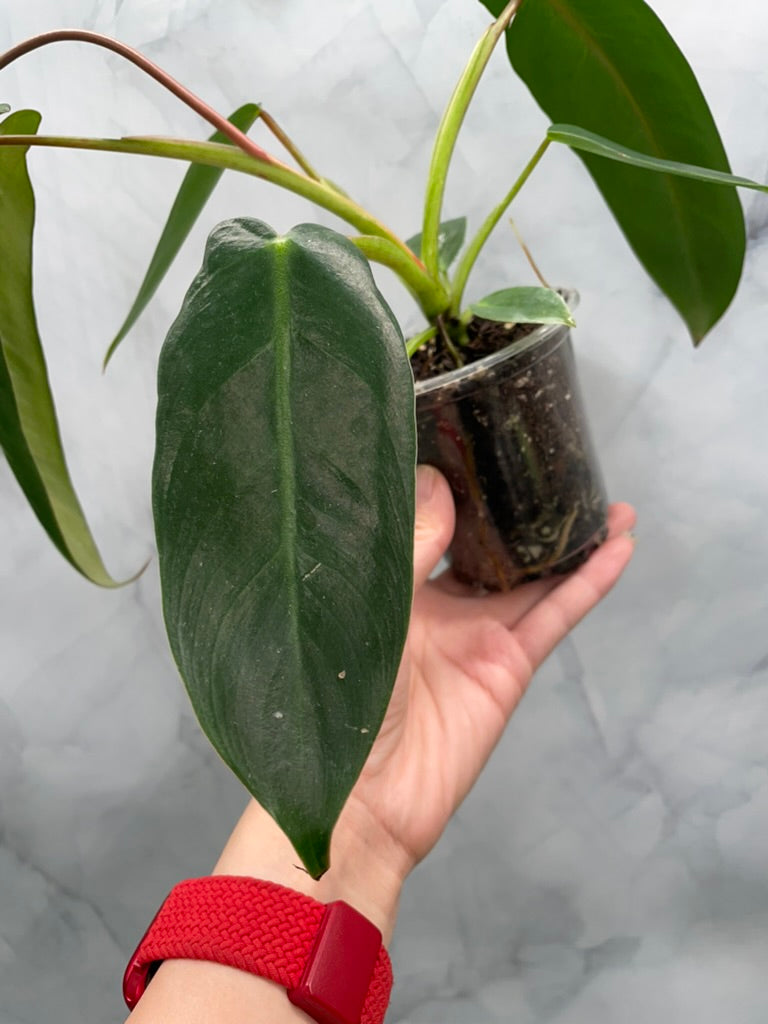 Philodendron Spiritus Sancti, Exact Plant