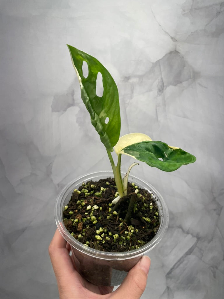 Variegated Monstera Adansonii Albo Rooted Plant with 2 Grow Points