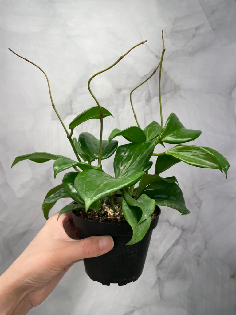Hoya quinquenervia – Super Bushy in 4” Pot