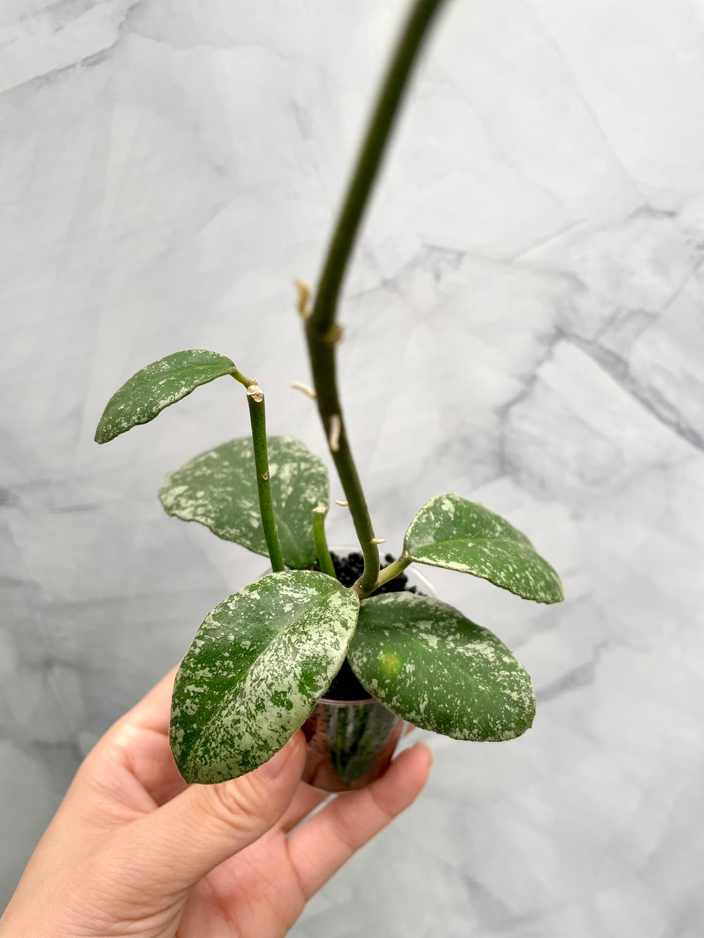 Hoya Waymaniae Splash, 2 Rooted Cuttings
