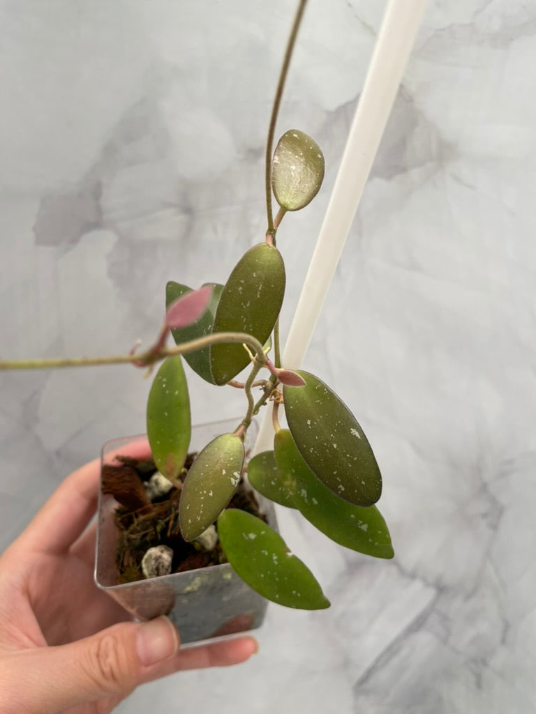Hoya Sigilatis Alas River Well Rooted Plant