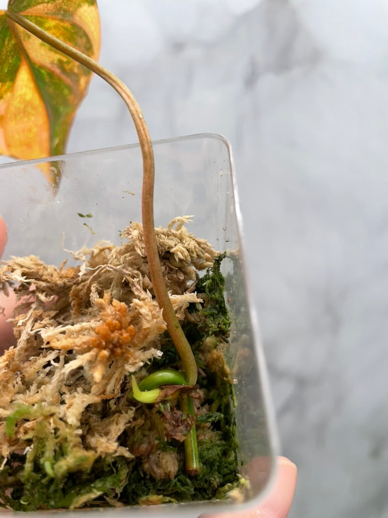 Variegated Aurea/Pink Philodendron Micans Rooted Cutting with New Growth
