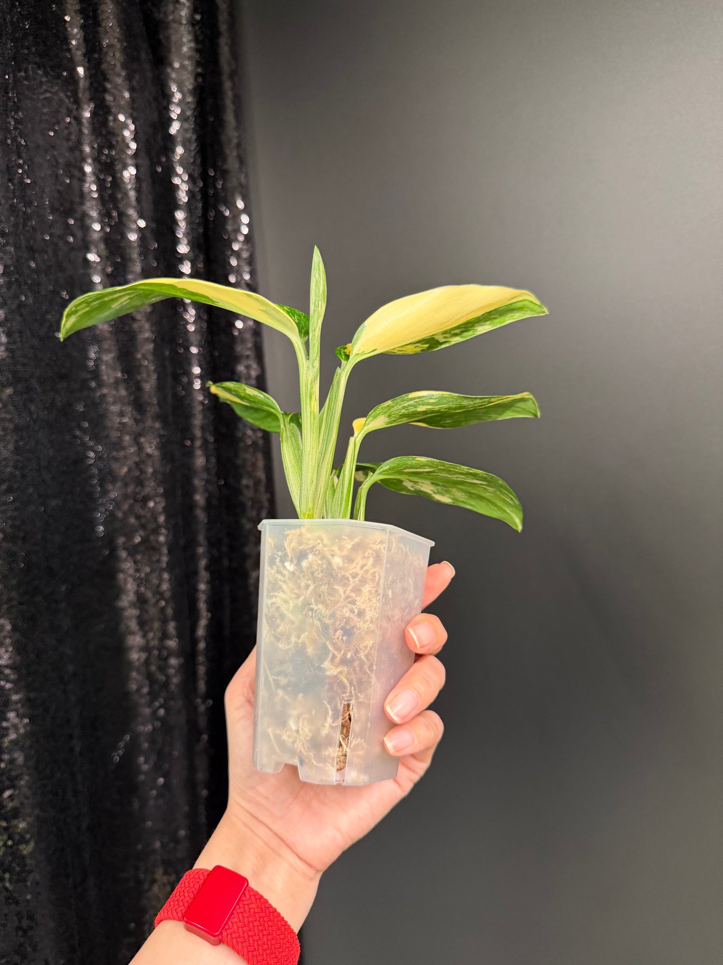 Monstera Standleyana Aure