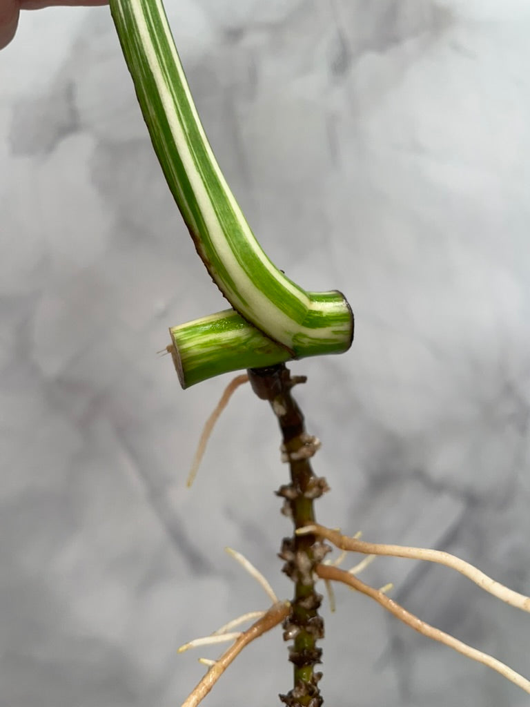 Monstera Albo 1 Leaf Rooted Cutting, High Variegated Plant