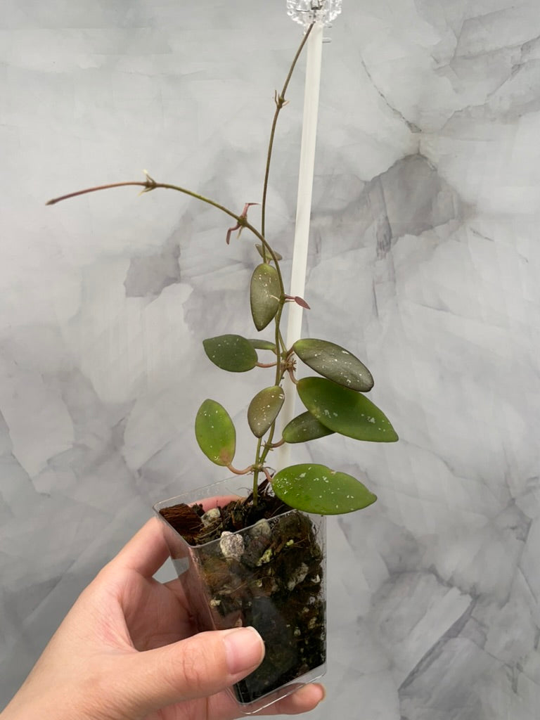 Hoya Sigilatis Alas River Well Rooted Plant