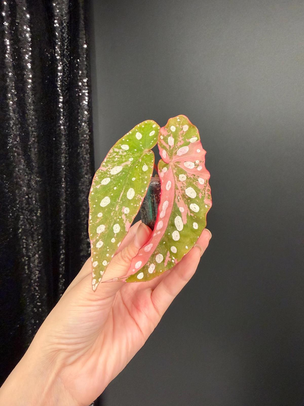 Begonia Maculata Pink Variegated, Starter