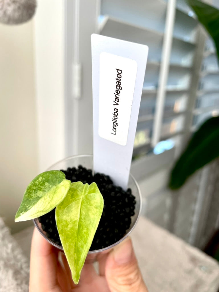 Variegated Alocasia Longiloba Albo Little Pup in 2 oz Cup
