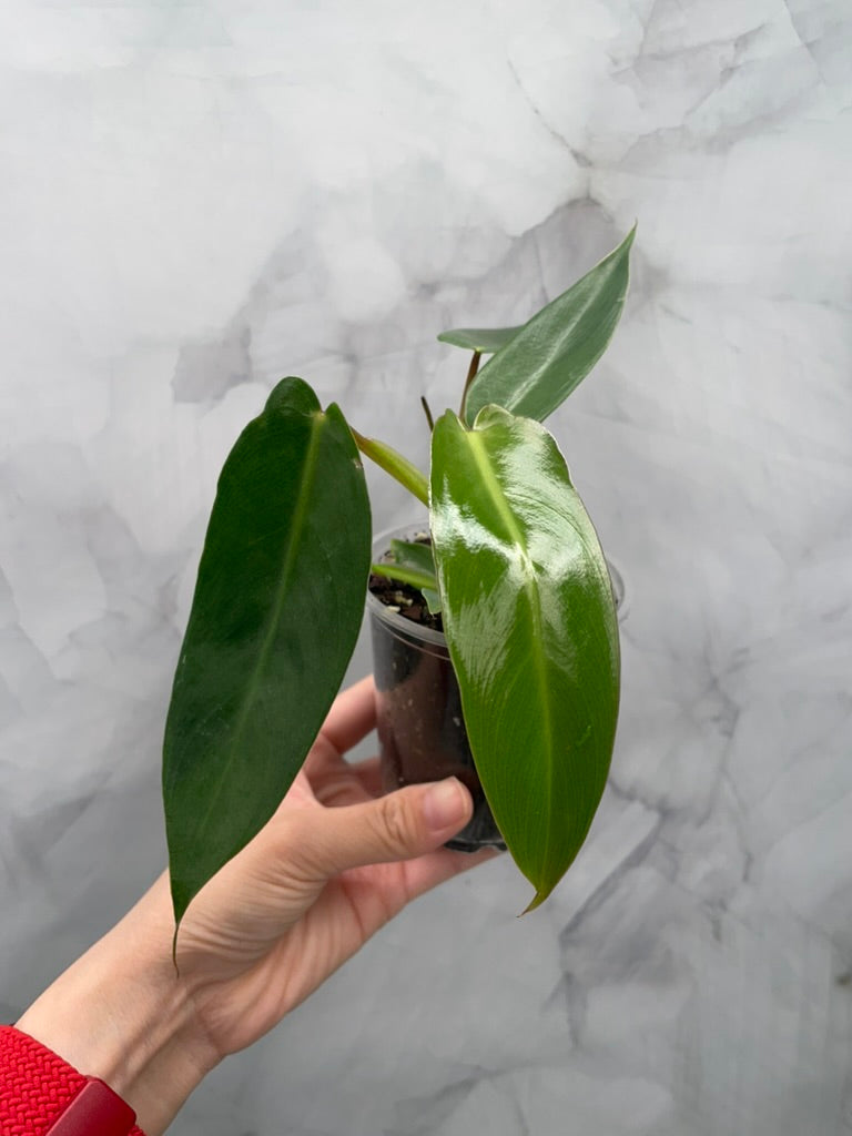 Philodendron Spiritus Sancti in 4" Pot