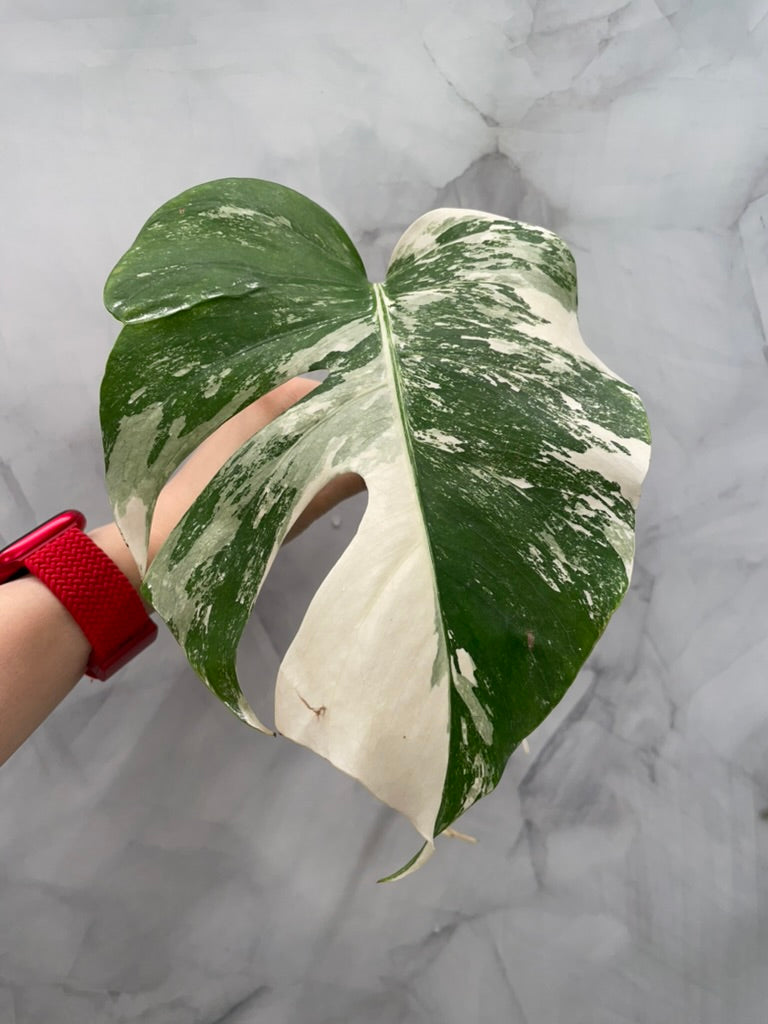Monstera Albo 1 Leaf Rooted Cutting, High Variegated Plant