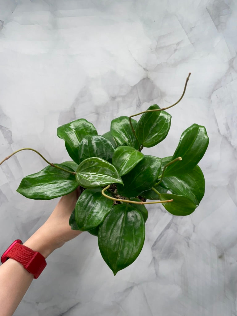 Hoya quinquenervia – Super Bushy in 4” Pot