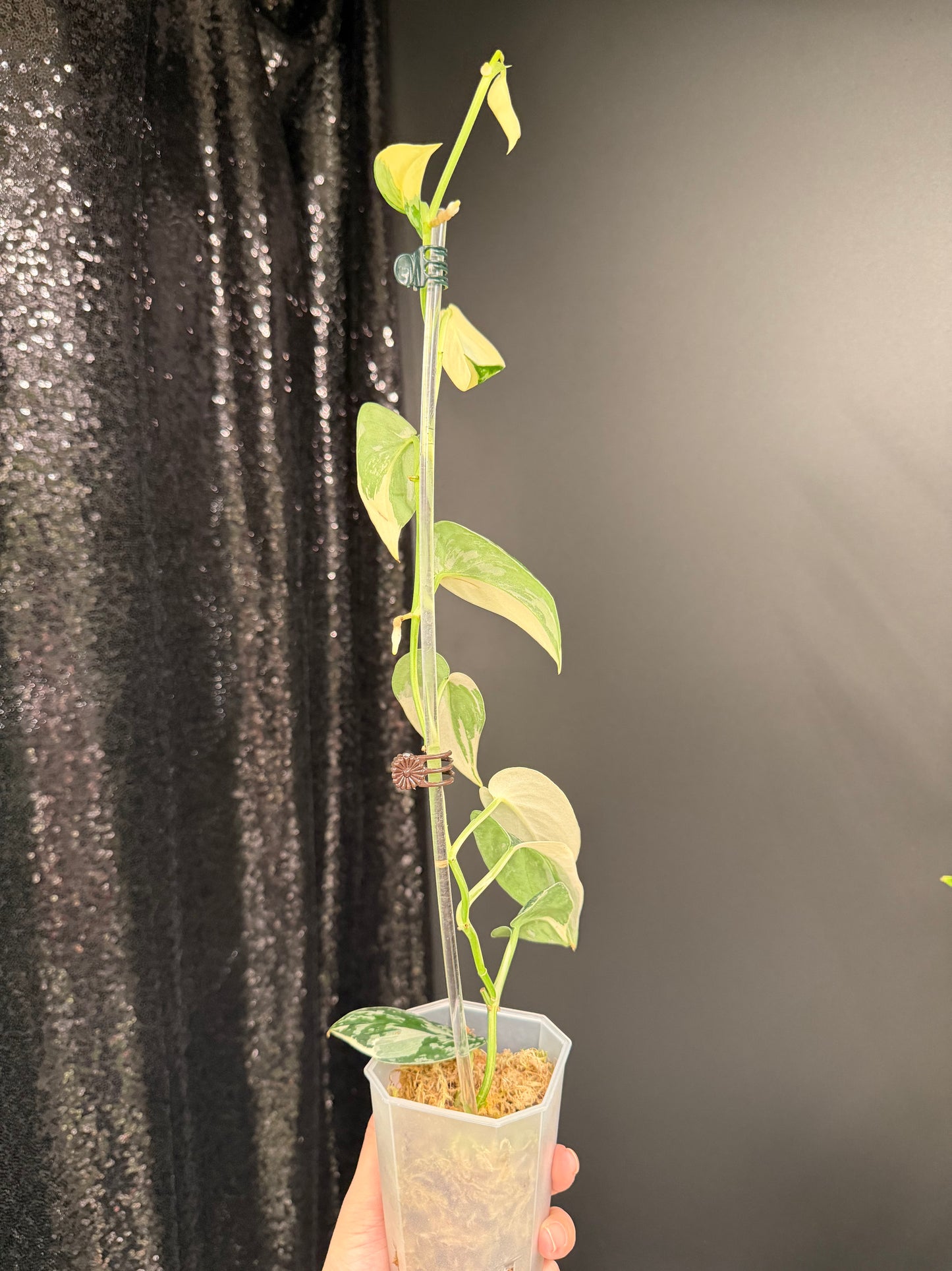 Scindapsus Mayari Variegated