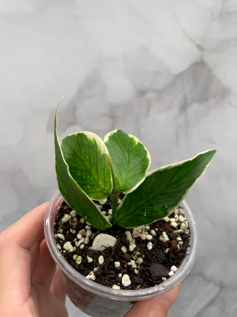 Hoya Polyneura Albo Variegated Rooted Cutting, Outer Variegated