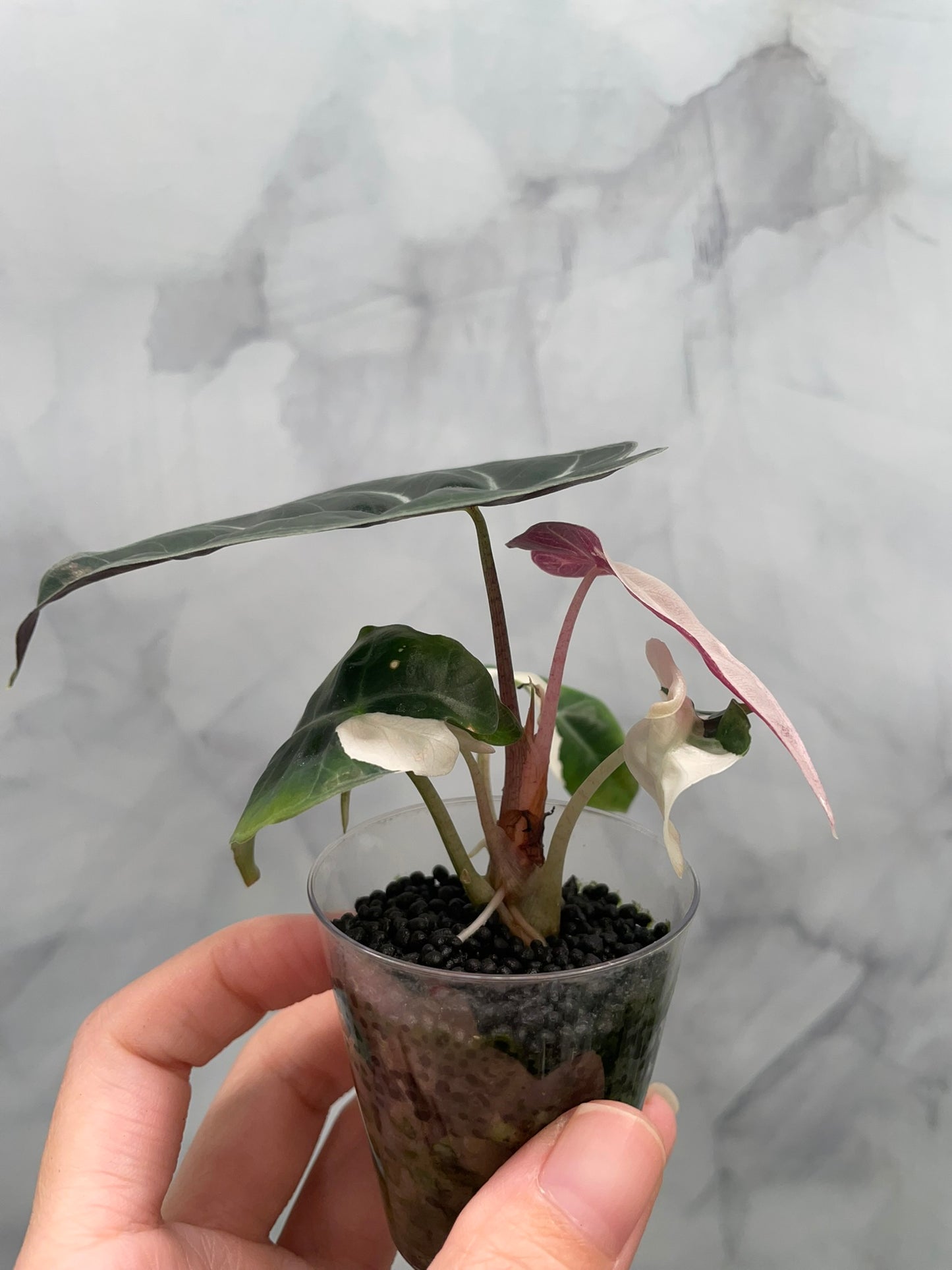Alocasia Polly Pink Variegated | Stunning Pink Leaves, Well Established