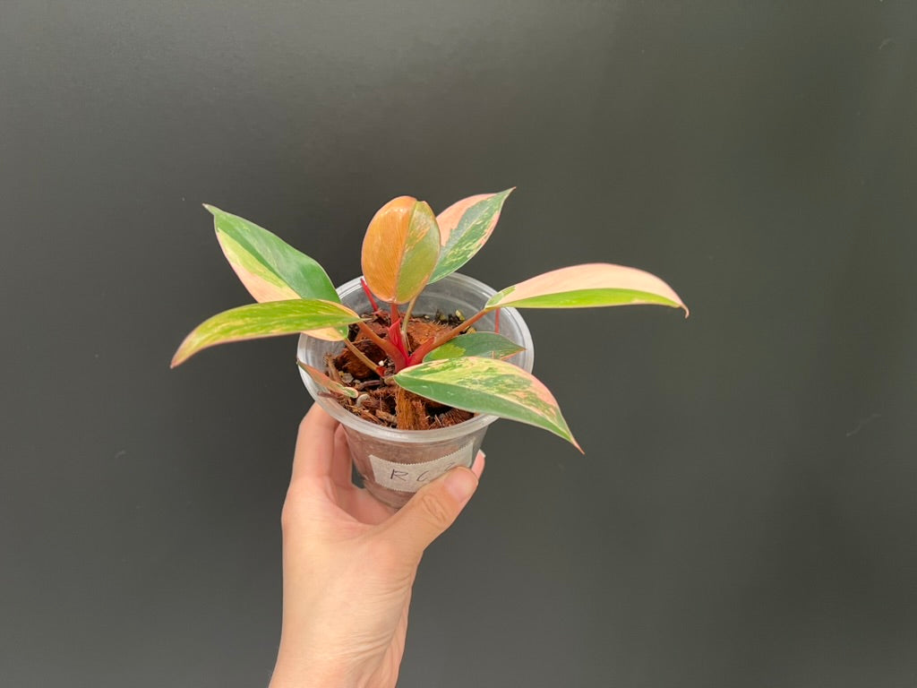 Philodendron Red Congo Variegated