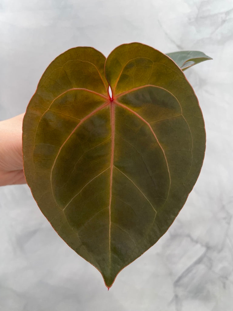 Anthurium Red Sonya Top Cutting, Red Sinus, Exact Plant