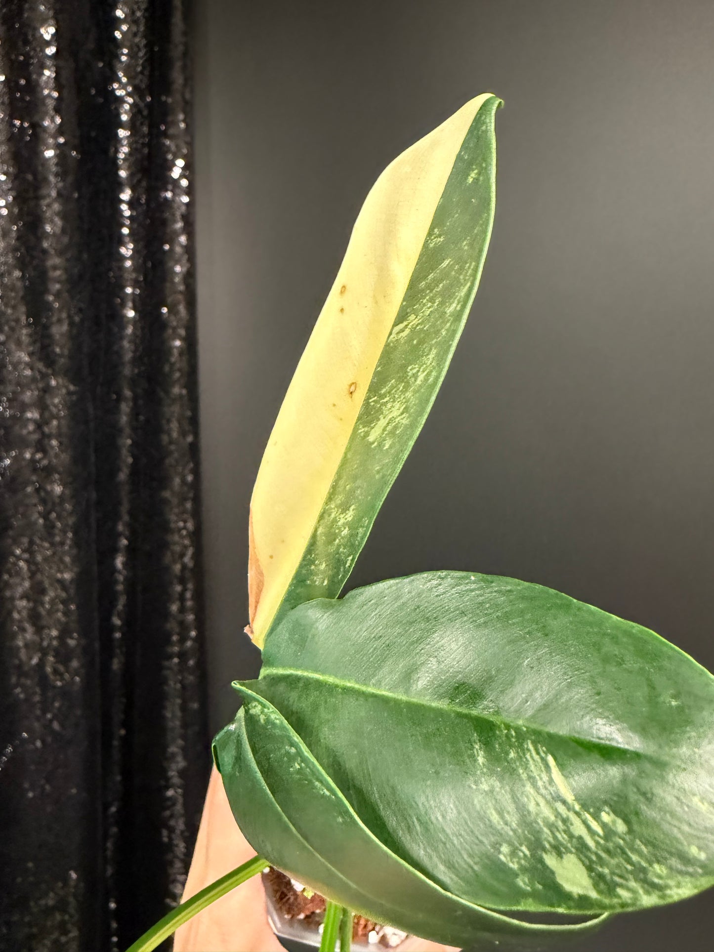 Philodendron Goeldii Variegated