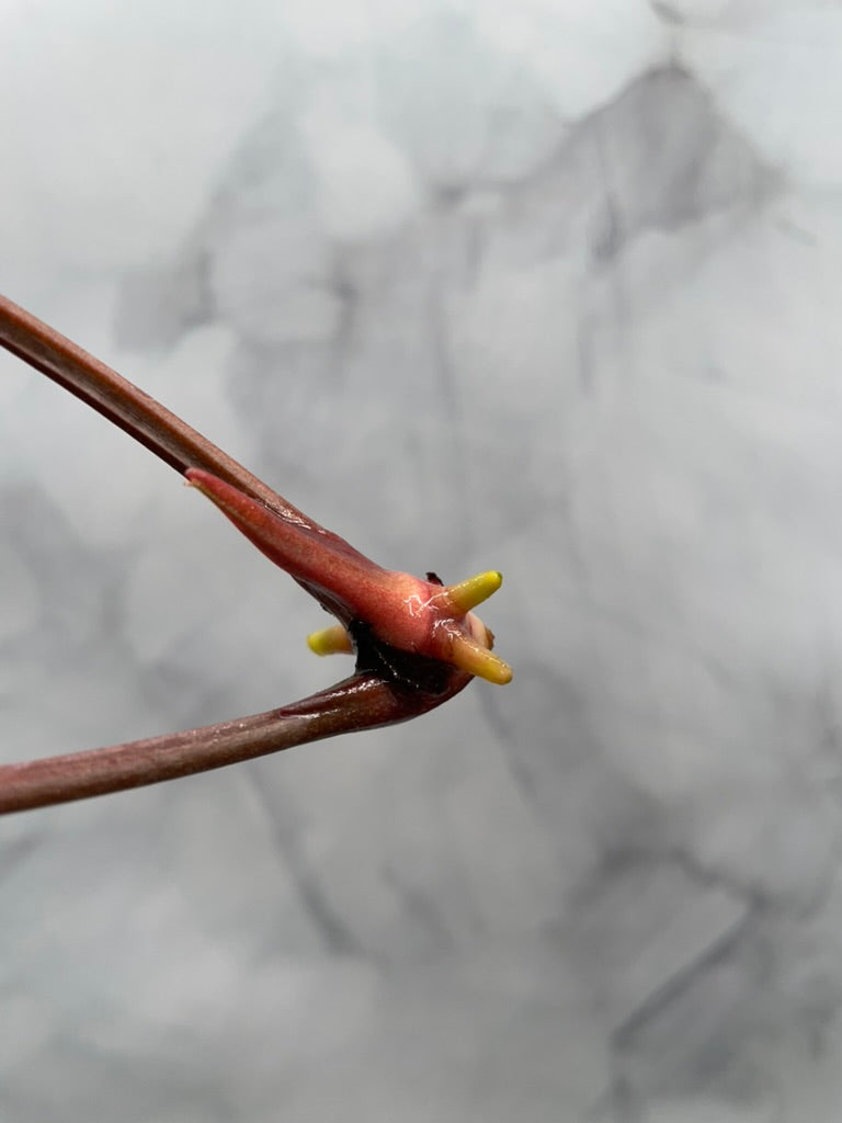 Anthurium Red Sonya Top Cutting, Red Sinus, Exact Plant