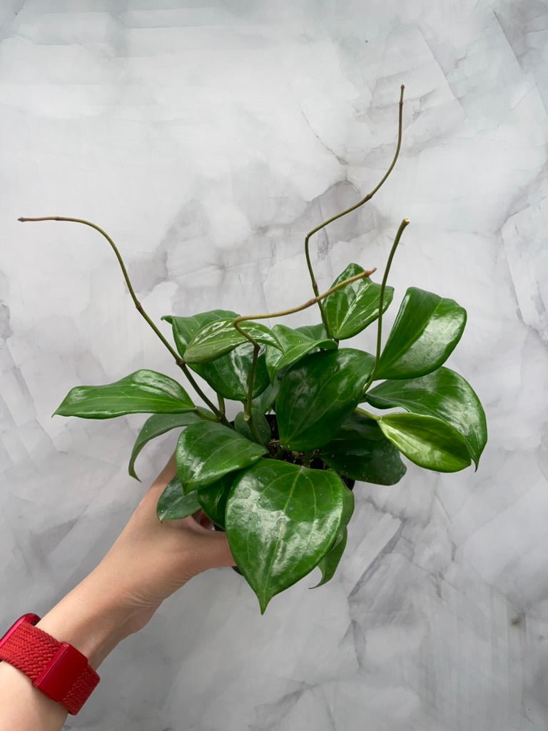Hoya quinquenervia – Super Bushy in 4” Pot