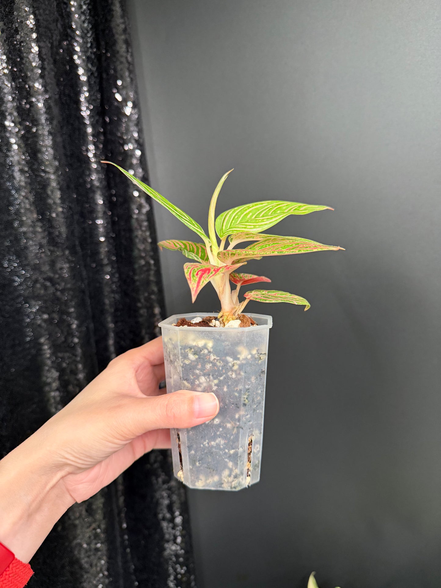 Aglaonema Golden Hope, Small