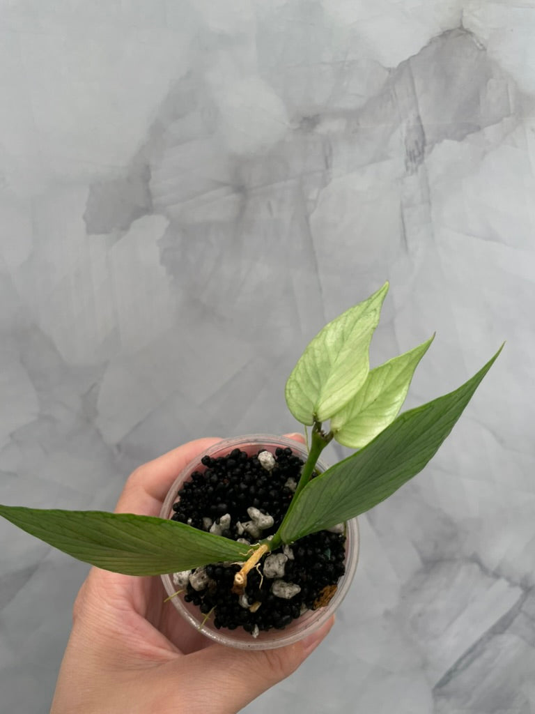 Hoya Variegated Silver Polyneura ROOTED Cutting, with New Growth