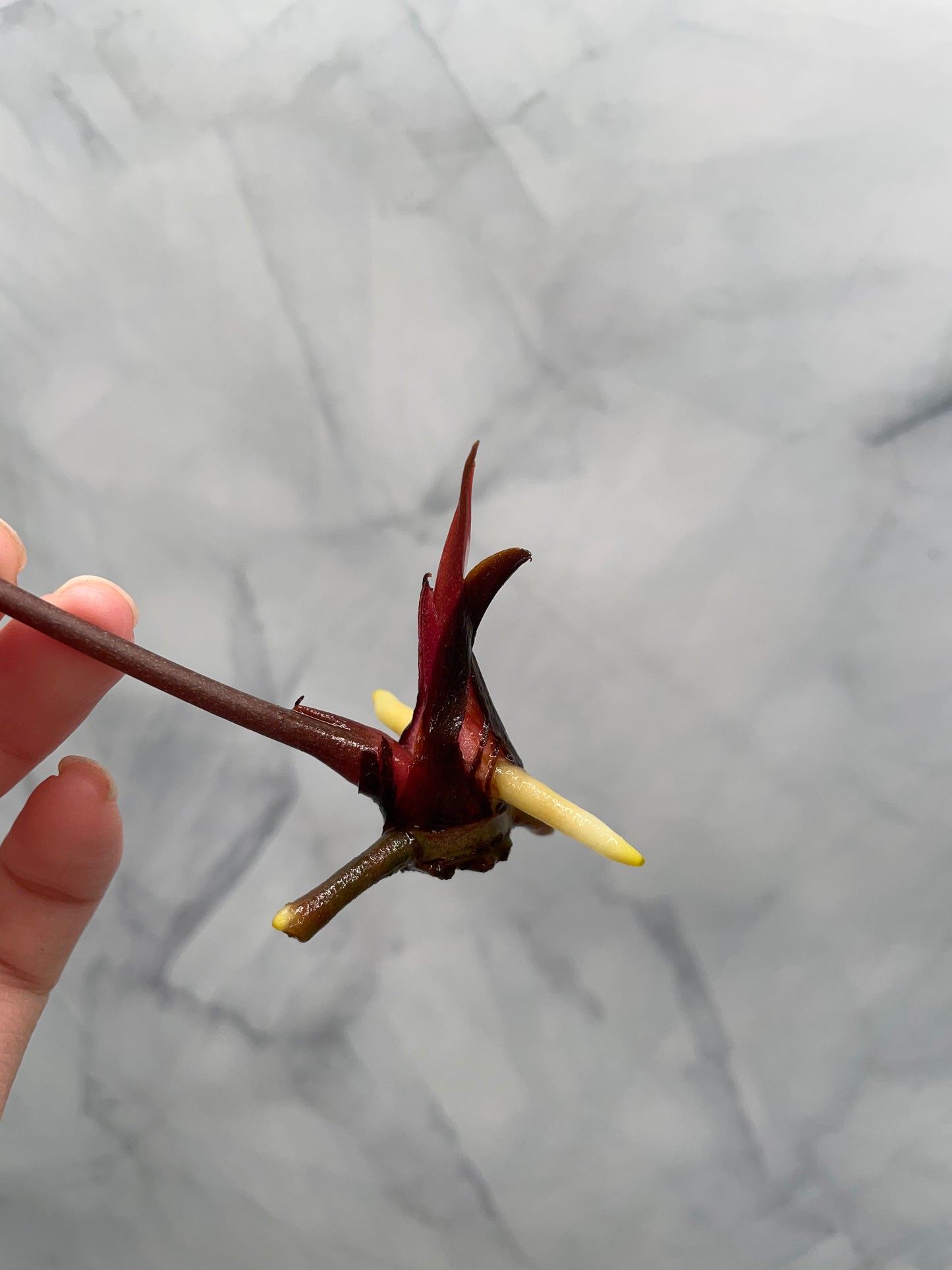 Anthurium besseae aff x Papillilaminum, 1 Large Leaf Top Cutting, Exact Plant