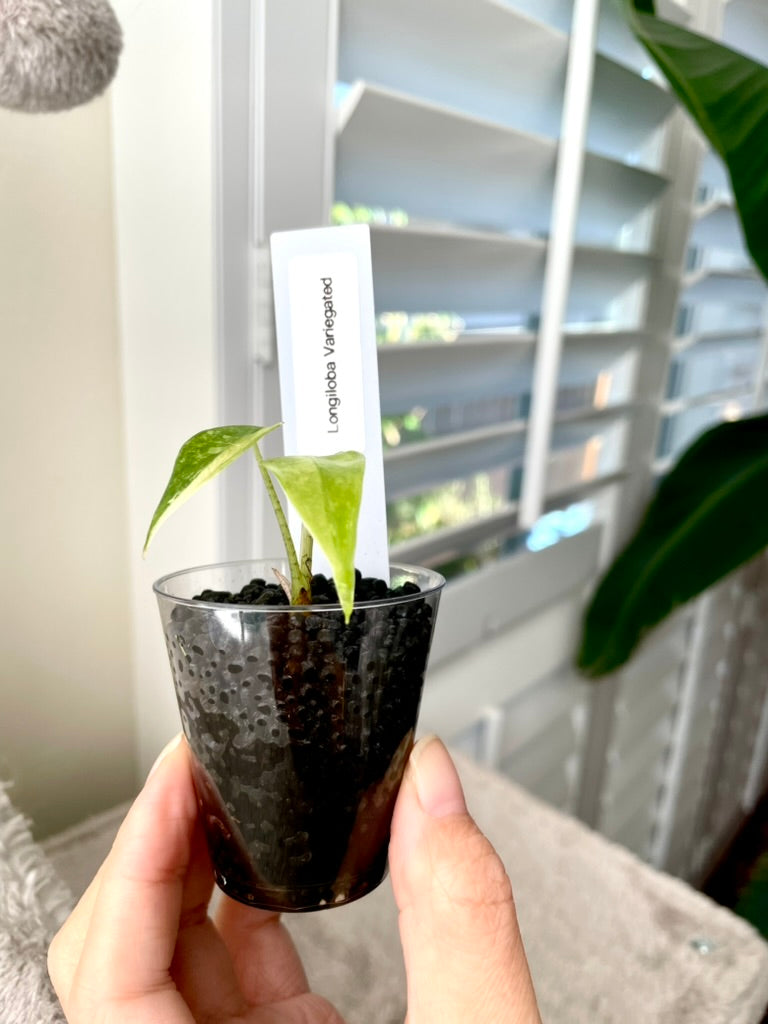 Variegated Alocasia Longiloba Albo Little Pup in 2 oz Cup