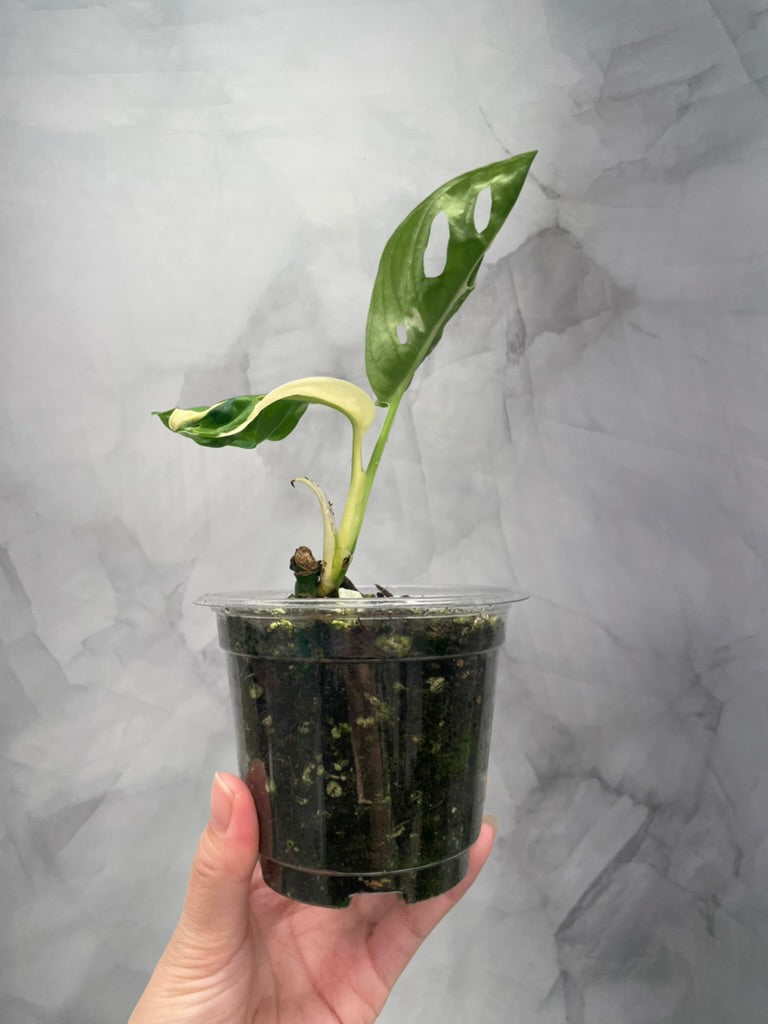 Variegated Monstera Adansonii Albo Rooted Plant with 2 Grow Points