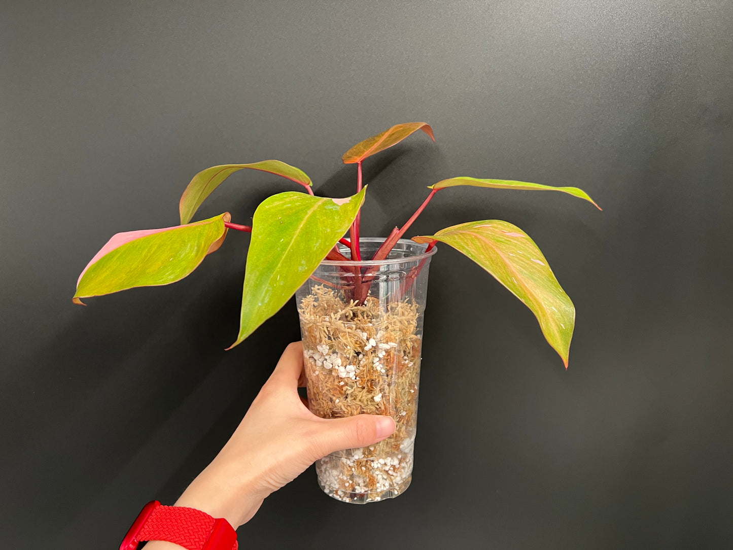 Philodendron Persimmon Princess