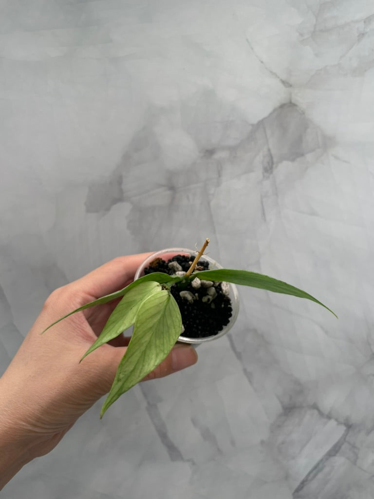 Hoya Variegated Silver Polyneura ROOTED Cutting, with New Growth