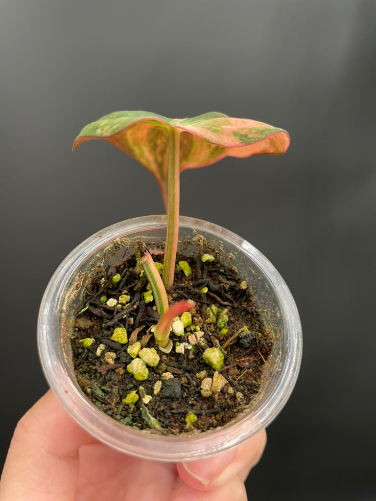 Variegated Aurea/Pink Philodendron Micans