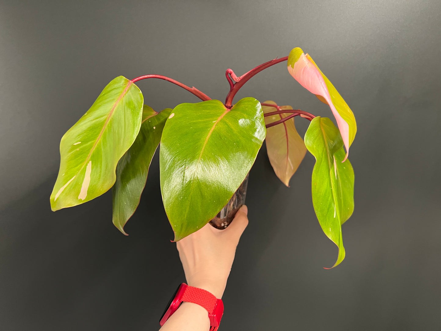 Philodendron Persimmon Princess