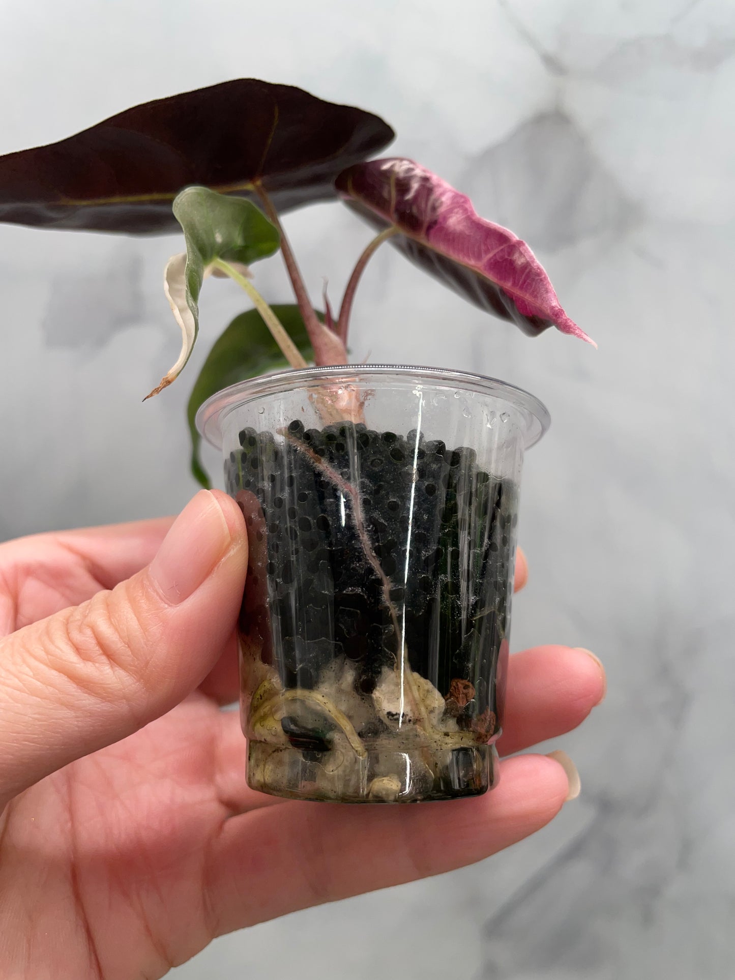 Alocasia Polly Pink Variegated | Stunning Pink Leaves, Well Established