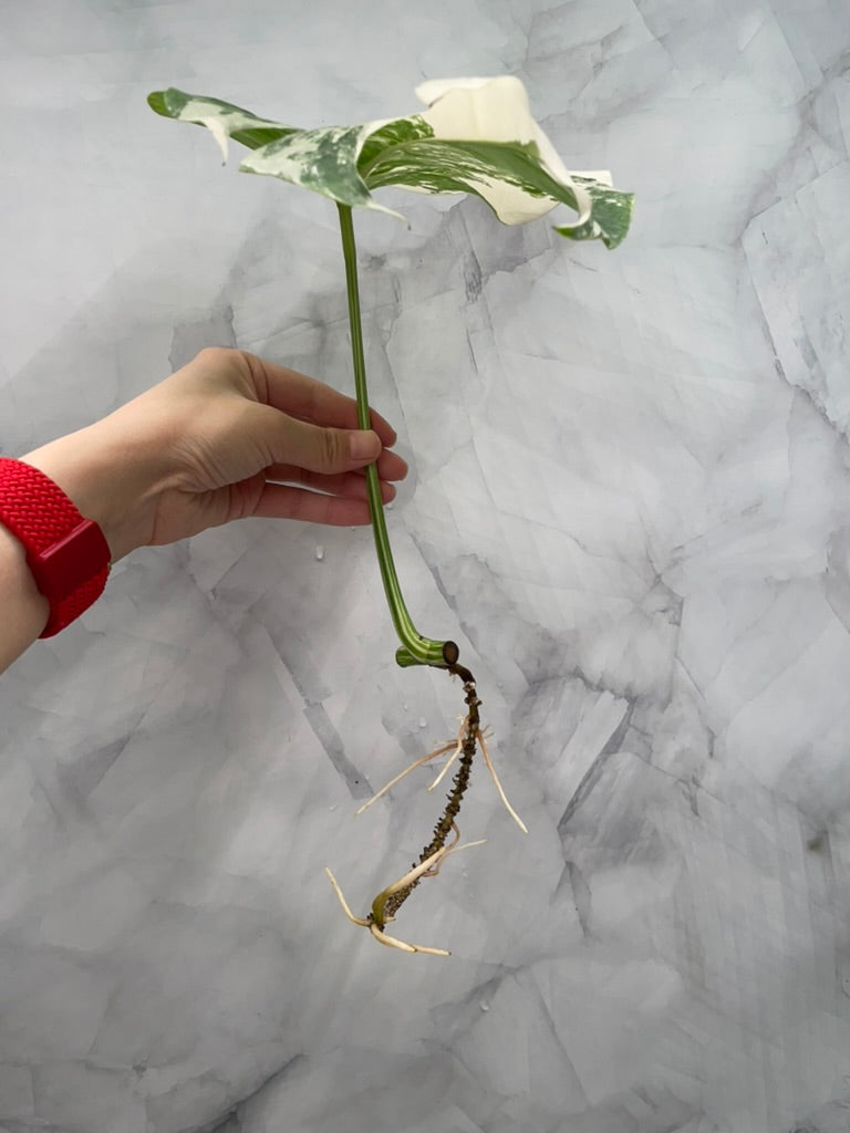 Monstera Albo 1 Leaf Rooted Cutting, High Variegated Plant
