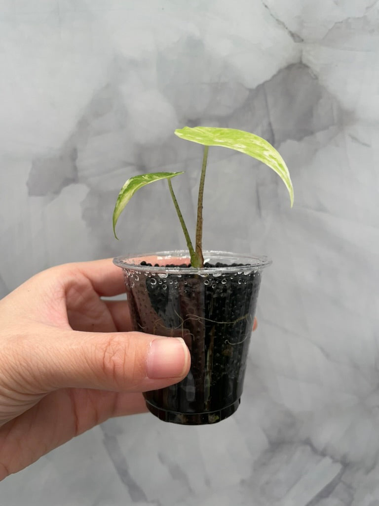 Variegated Alocasia Longiloba Albo Little Pup in 3 oz Cup
