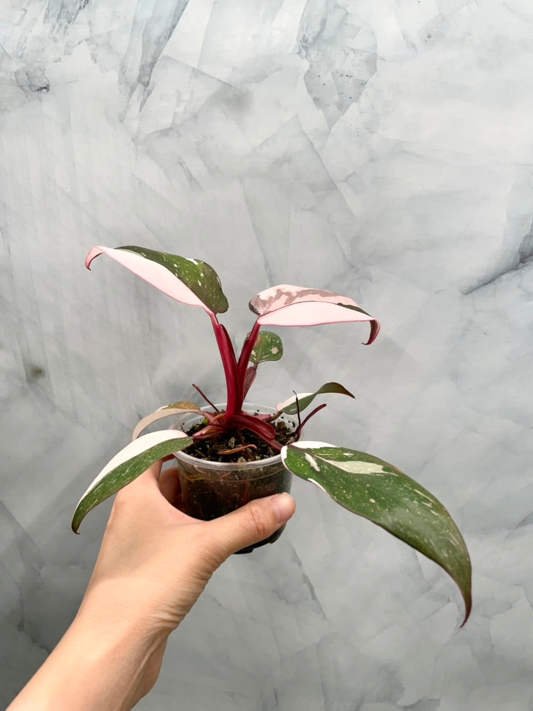 Philodendron Red Anderson 'pink Knight' Exact Plant