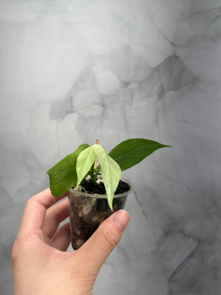 Hoya Variegated Silver Polyneura ROOTED Cutting, with New Growth
