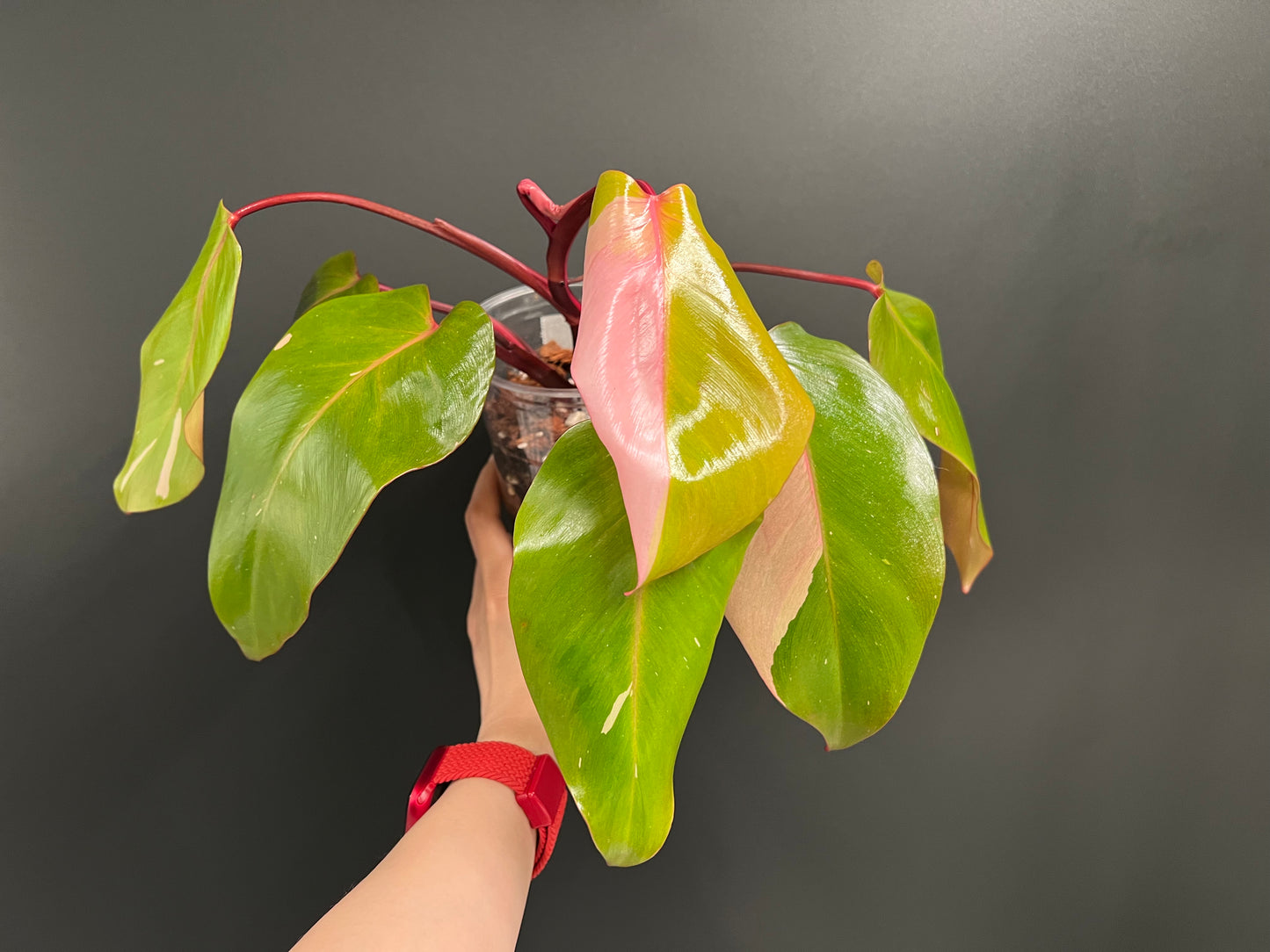 Philodendron Persimmon Princess