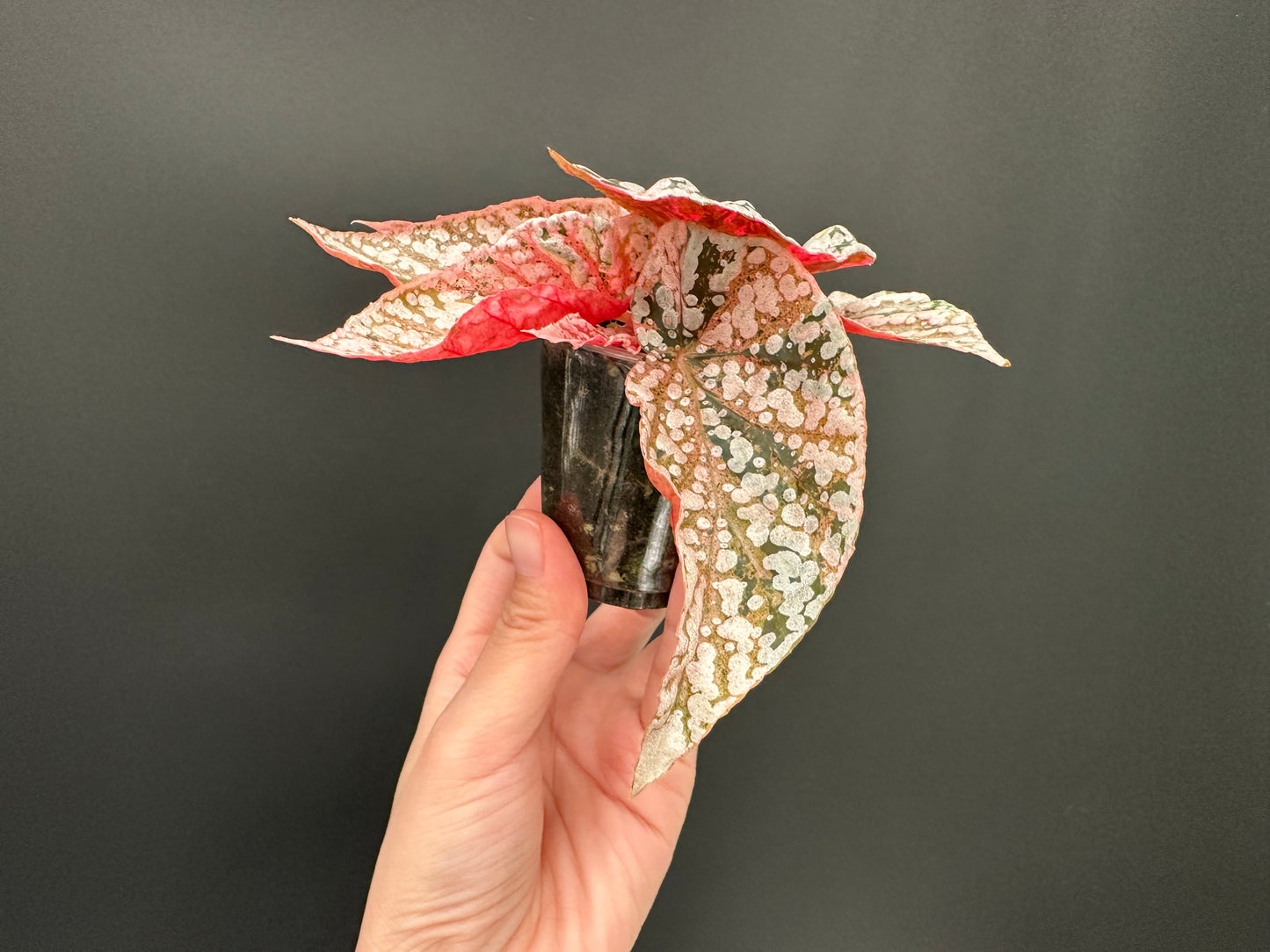 Begonia Snow Capped Variegated Rooted Plant