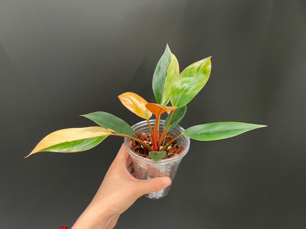 Philodendron Red Congo Variegated