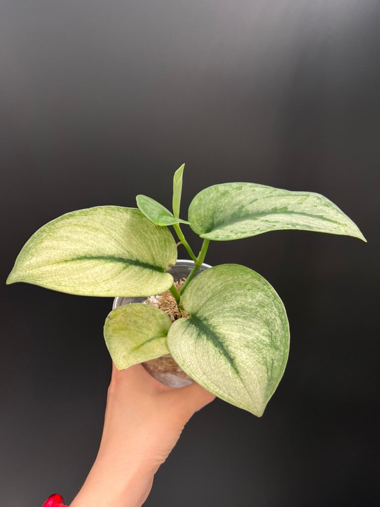 Scindapsus Exotica Mint