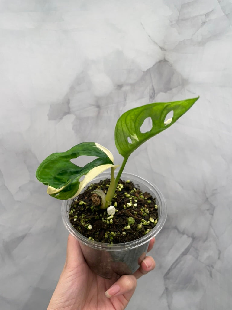 Variegated Monstera Adansonii Albo Rooted Plant with 2 Grow Points