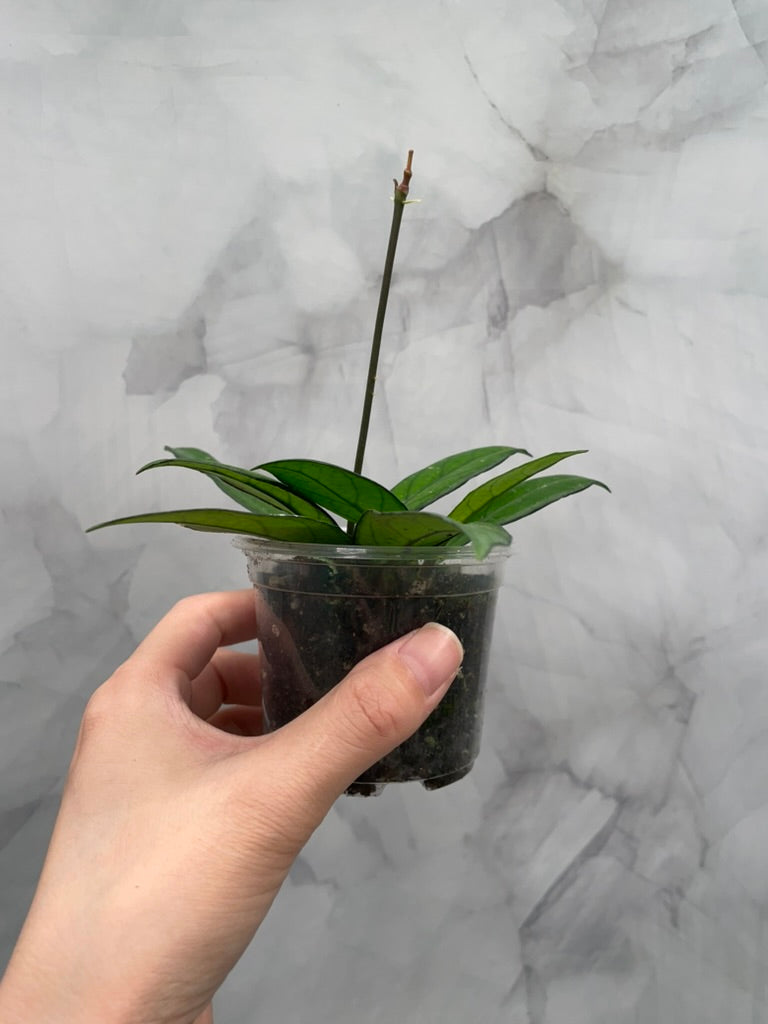 Hoya Quinquenervia & Crassipetiolata Bundle – Rooted in 3" Pot