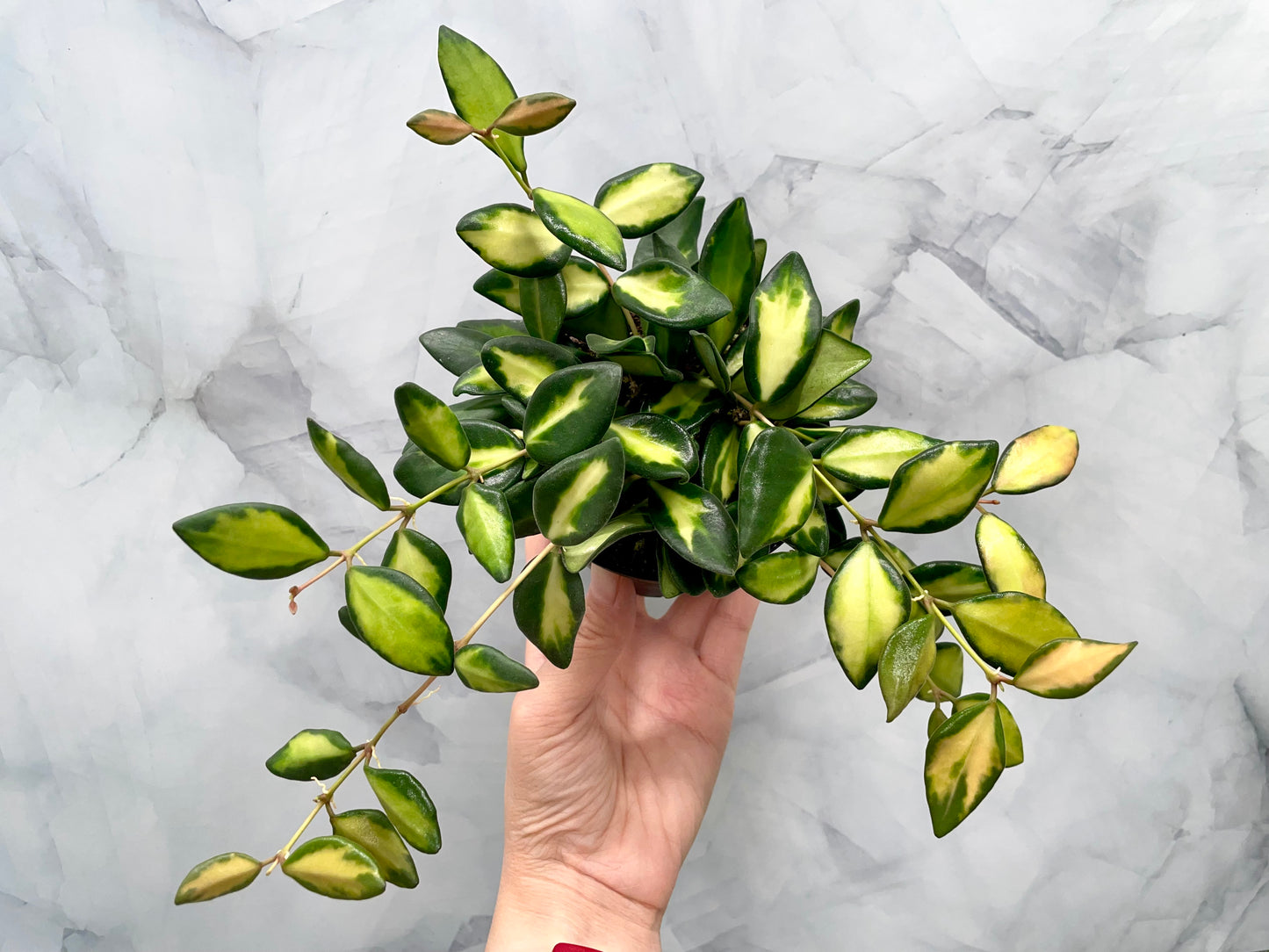 Hoya DS70 Variegated in 3" Pot